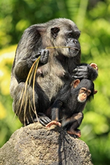 Fronds Prints: Chimpanzee (Pan troglodytes) adult female with baby