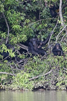 Primates Prints: Chimpanzee (Pan troglodytes) adult females with young