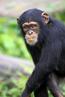 Chimpanzee (Pan troglodytes) young, feeding, close-up of head and arms (captive)