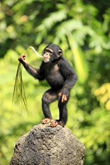Fronds Prints: Chimpanzee (Pan troglodytes) young, feeding on palm frond, standing on rock (captive)