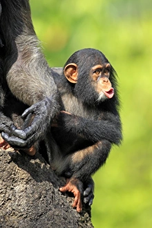 Chimpanzees Prints: Chimpanzee (Pan troglodytes) young, hooting, sitting beside mother (captive)