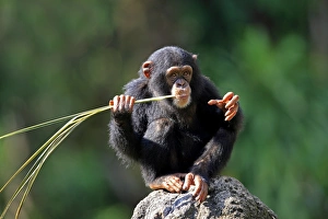 Chimpanzee (Pan troglodytes) young, feeding on palm frond, sitting on rock (captive)