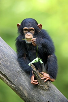 Chimpanzee (Pan troglodytes) young, feeding, sitting on log (captive)