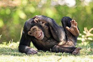Funny Prints: Chimpanzee (Pan troglodytes) young scratching