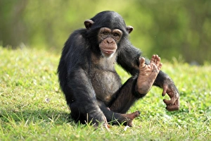 Funny Prints: Chimpanzee (Pan troglodytes) young sitting, foot raised