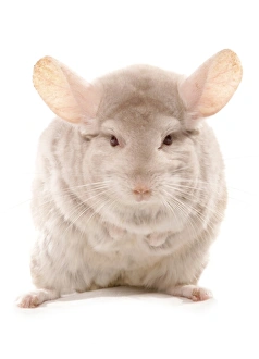 Cute Prints: Chinchilla (Chinchilla sp. ) albino adult, standing