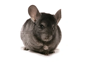 Cutout Prints: Chinchilla (Chinchilla sp. ) black adult, sitting