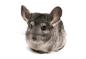 Grey Prints: Chinchilla (Chinchilla sp. ) grey adult, sitting
