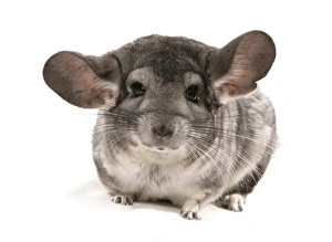 Chinchilla (Chinchilla sp. ) grey adult, sitting