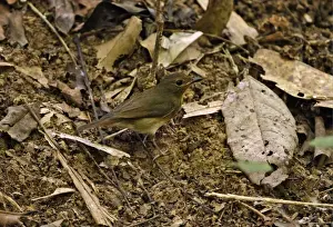 Chinese Blue-flycatcher (Cyornis glaucicomans) adult female, standing on forest floor, Khao Nor Chuchi, Thailand, february