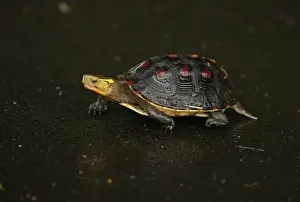 Rains Prints: Chinese Box Turtle (Cistoclemmys flavomarginata) adult