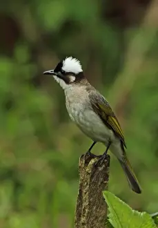 Taiwanese Prints: Chinese Bulbul (Pycnonotus sinensis formosae) adult