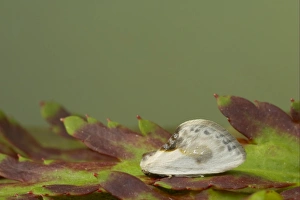 Mimics Prints: Chinese Character Moth (Cilix glaucata) adult