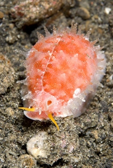 Strait Prints: Chinese Cowrie (Ovatipsa chinensis) adult