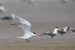 Terns Prints: Chinese Crested Tern (Thalasseus bernsteini) adult