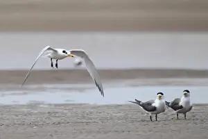 Chinese Crested Tern (Thalasseus bernsteini) adult, non-breeding plumage, in flight over sandbank, with Great Crested Terns (Sterna bergii) standing, Minjiang Estuary, Fujian Province, China, july