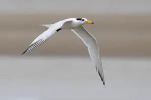 Chinese Crested Tern (Thalasseus bernsteini) adult, non-breeding plumage, in flight over sandbank, Minjiang Estuary, Fujian Province, China, july