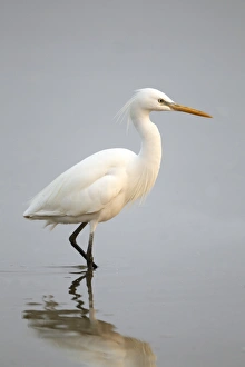 Egrets Prints: Chinese Egret (Egretta eulophotes) adult