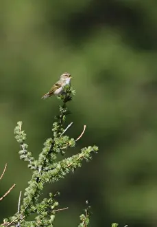Leaf Warblers Prints: Chinese Leaf-warbler (Phylloscopus yunnanensis) adult male