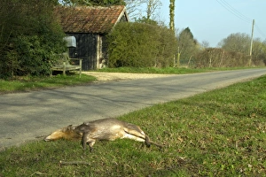 Killed Prints: Chinese Muntjac killed by passing car