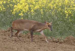 Oilseed Prints: Chinese Muntjac (Muntiacus reevesi) adult male