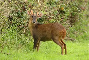 Chinese Muntjac (Muntiacus reevesi) introduced species, immature male, standing beside Bramble (Rubus fruticosus) with blackberries, Norfolk, England, september