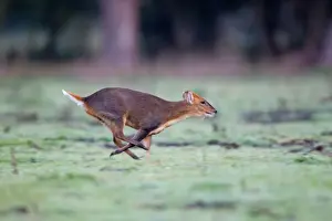 Chinese Muntjac (Muntiacus reevesi) introduced species, buck, running, Minsmere RSPB Reserve, Suffolk, England, october