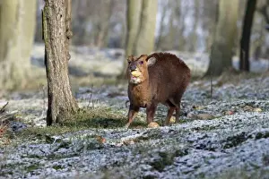 Chinese Muntjac (Muntiacus reevesi) introduced species, adult male, feeding on potato tubers in snow, Warwickshire