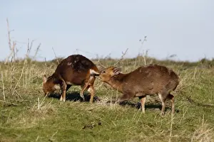 Chinese Muntjac (Muntiacus reevesi) introduced species, two adult males, one scenting other, Warwickshire, England