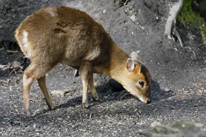 Chinese Muntjac (Muntiacus reevesi) introduced species, young, feeding on seed fallen from birdfeeders