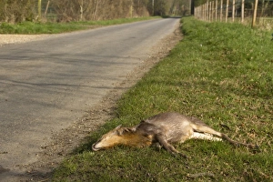 Killed Prints: Chinese Muntjac road kill