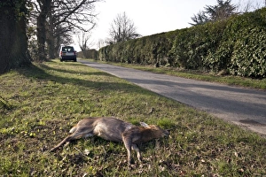 Chinese Muntjac road kill