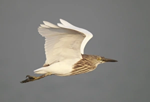 Non Breeding Prints: Chinese Pond-heron (Ardeola bacchus) adult