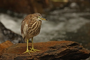 Chinese Pond-heron (Ardeola bacchus) adult, non-breeding plumage, standing on rock beside mountain stream, Kaeng Krachan N. P. Thailand, november