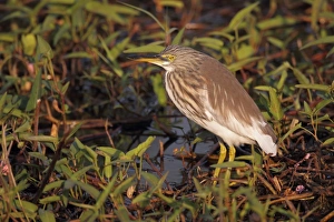 Chinese Pond-heron (Ardeola bacchus) adult, non-breeding plumage, standing in pond amongst aquatic plants, Hong Kong, China, december