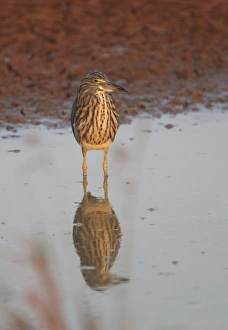 Chinese Pond-heron (Ardeola bacchus) adult, non-breeding plumage, standing in shallow water, Ang Trapaeng Thmor