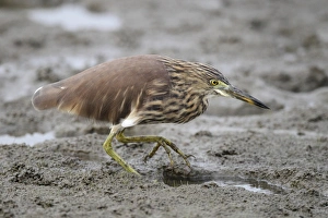 Chinese Pond-heron (Ardeola bacchus) adult, non-breeding plumage, walking on mud, Hong Kong, China, October