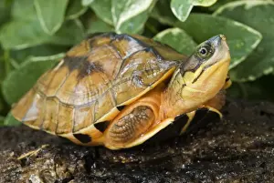 Critically Endangered Prints: Chinese Three-striped Box Turtle (Cuora trifasciata) young, resting on log (captive)