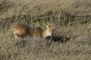 Marshlands Prints: Chinese Water Deer (Hydropotes inermis) introduced species