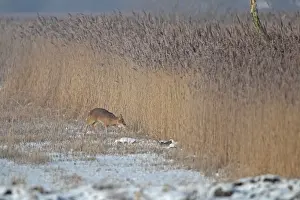 Broadland Prints: Chinese Water Deer (Hydropotes inermis) introduced species
