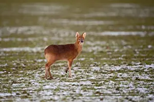 Chinese Water Deer (Hydropotes inermis) introduced species, adult male, standing on snow covered field, Norfolk, England, february