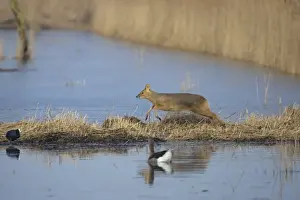 Chinese Water Deer (Hydropotes inermis) introduced species, adult female, running at edge of water, Norfolk, England, march