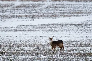 Chinese Water Deer (Hydropotes inermis) introduced species, adult, standing in snow covered stubble field, Norfolk, England, january