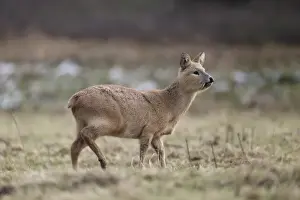 Chinese Water Deer (Hydropotes inermis) introduced species, adult male, standing on grass, Bedfordshire, England
