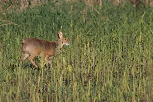 Chinese Water Deer (Hydropotes inermis) introduced species, adult male, walking in reedbed, Norfolk, England, November