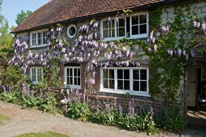 Cottages Prints: Chinese Wisteria (Wisteria sinensis) flowering