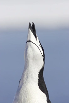 Penguin Prints: Chinstrap Penguin (Pygoscelis antarctica) adult