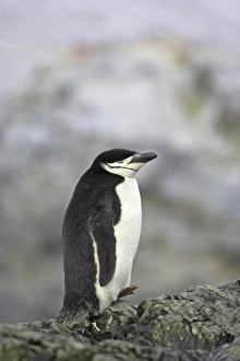 Chinstrap Penguin (Pygoscelis antarctica) adult, sleeping, resting on rocks, Ronge Island, Antarctic Peninsula, Antarctica
