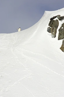 Chinstrap Penguin (Pygoscelis antarctica) adult, standing on ridge in snow covered habitat, Half Moon Island, South Shetland Islands, Antarctica