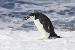 Chinstrap Penguin (Pygoscelis antarctica) adult, collecting pebble for nesting material, Half Moon Island, South Shetland Islands, Antarctica